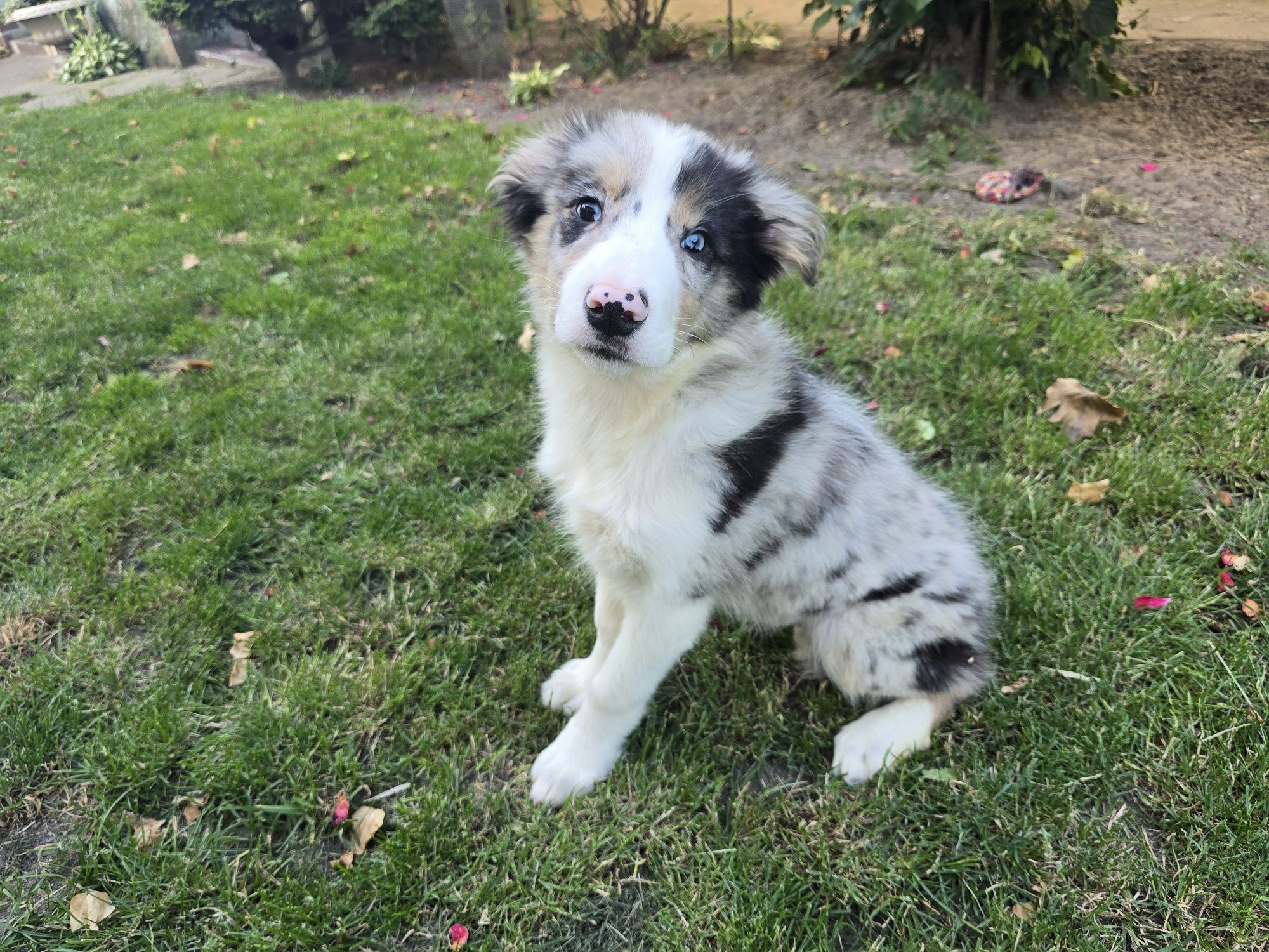 Border Collie ZKwP FCI