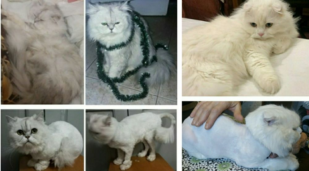 Стрижка котов (грумминг) 400грн. ЗАПИСЬ В ВАЙБЕР!)