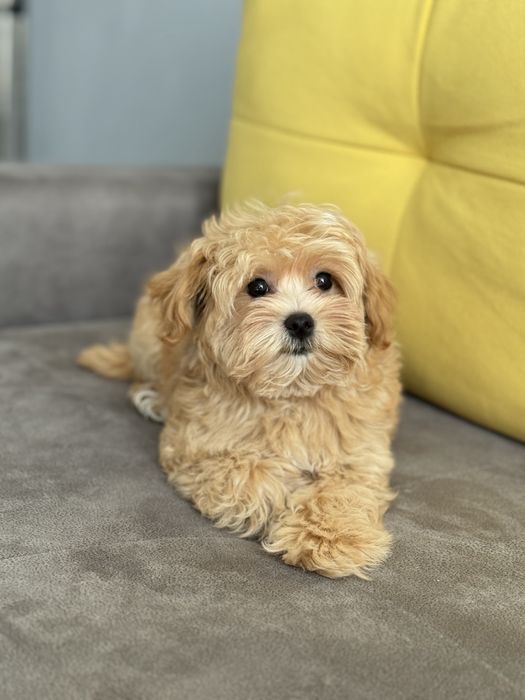 Мальтипу мальчик ф1