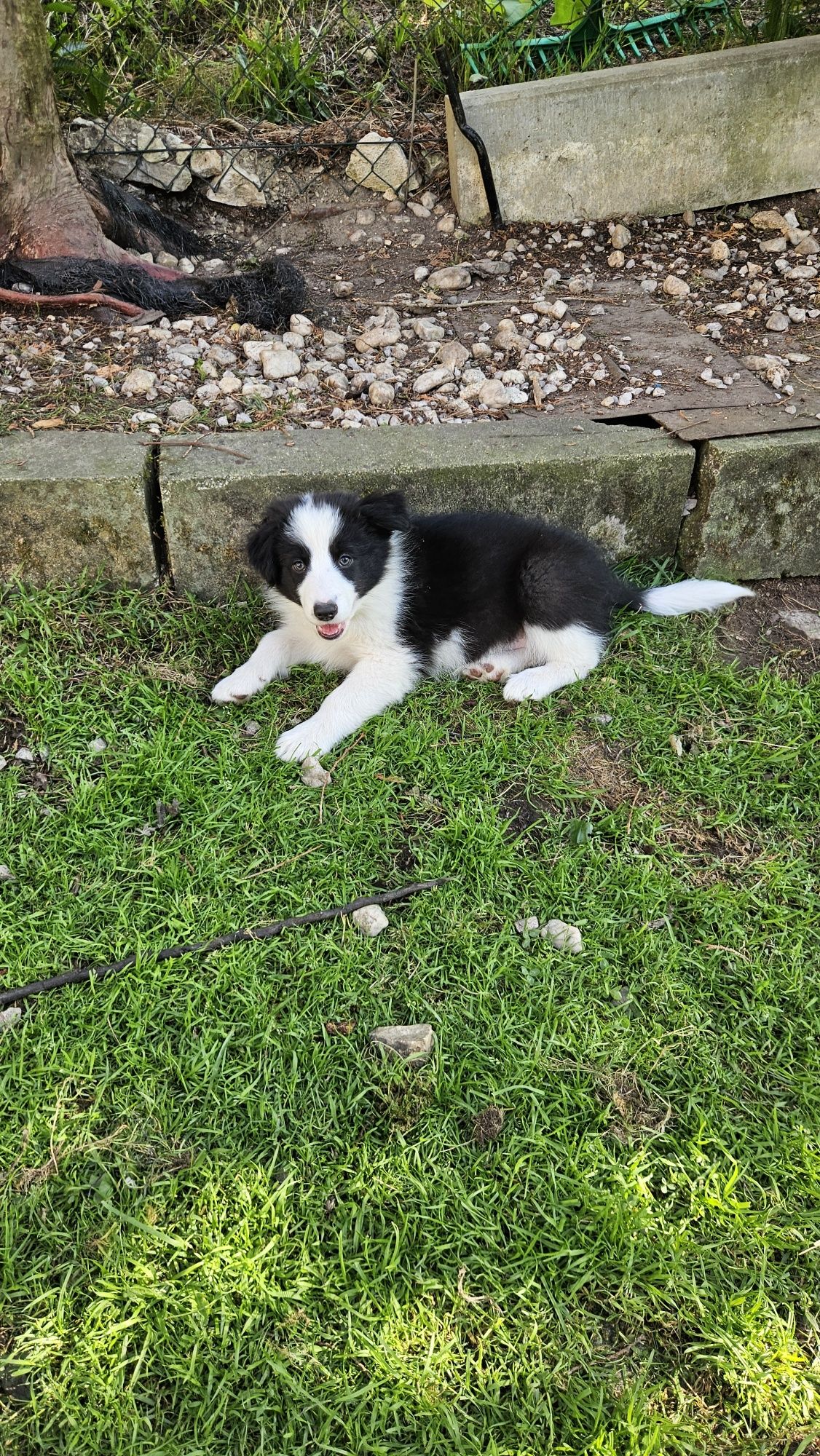 Border Collie szczeniak !