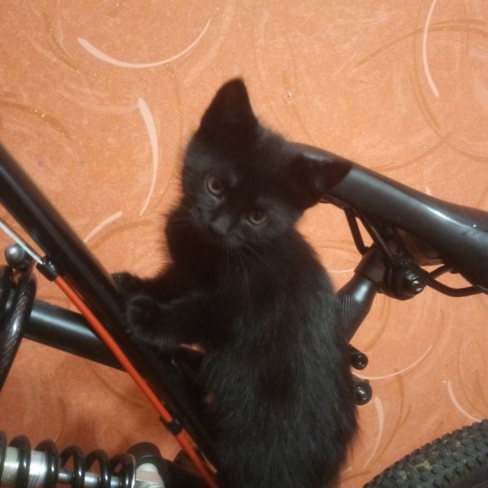 Кошенята шукають родину.