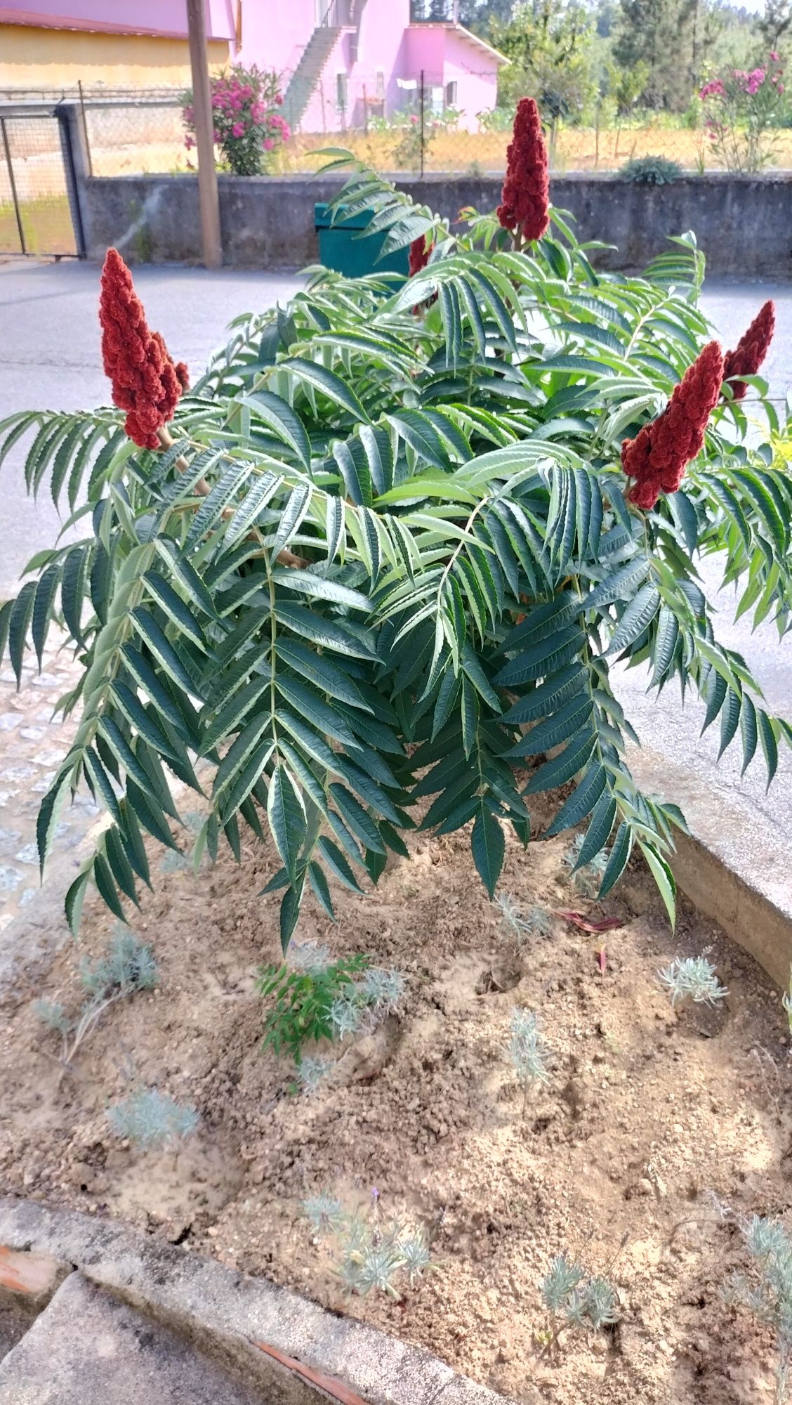 Rhus typhina, tenho várias para ceder