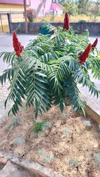 Rhus typhina, tenho várias para ceder