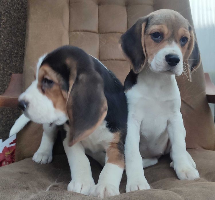 Beagle suczka tricolor