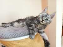Maine Coon-kocurek po Championie