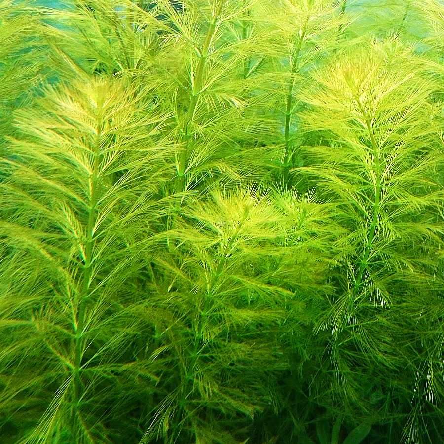 Myriophyllum - Wywłócznik, 5 szt., roślina do akwarium z przycinki