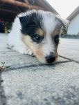 Szczeniak suczka Owczarek szkocki długowłosy - Collie
