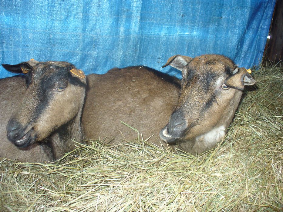 Kozie mleko,kefir,sery- bezstresowy udój ręczny