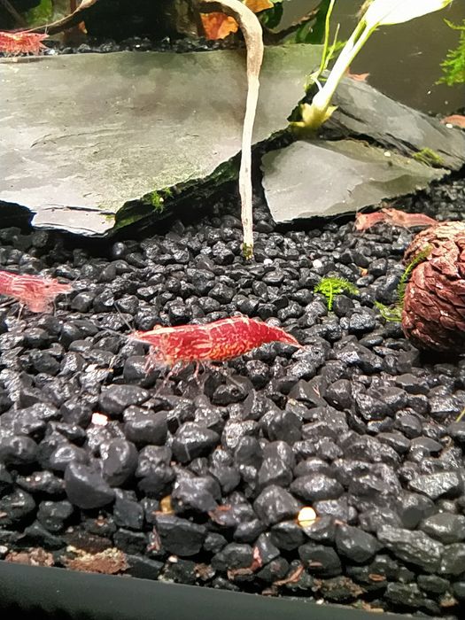 Krewetki Red Cherry pięknie wybarwione + GRATIS
