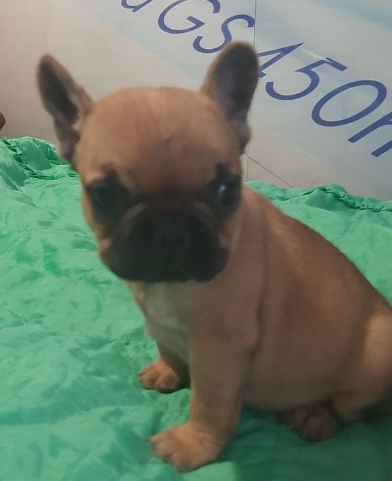 Цуценята  французского  бульдога