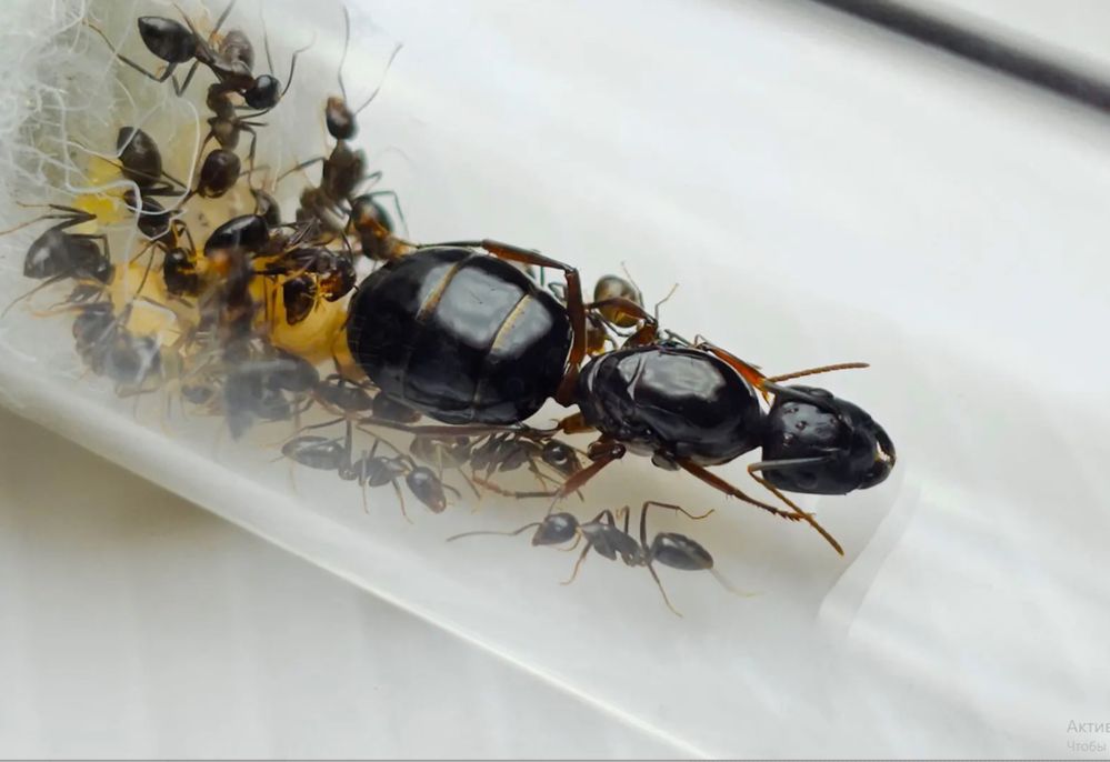 Муравьи Camponotus friedae – купить с муравьиной фермой |  Новая Почта