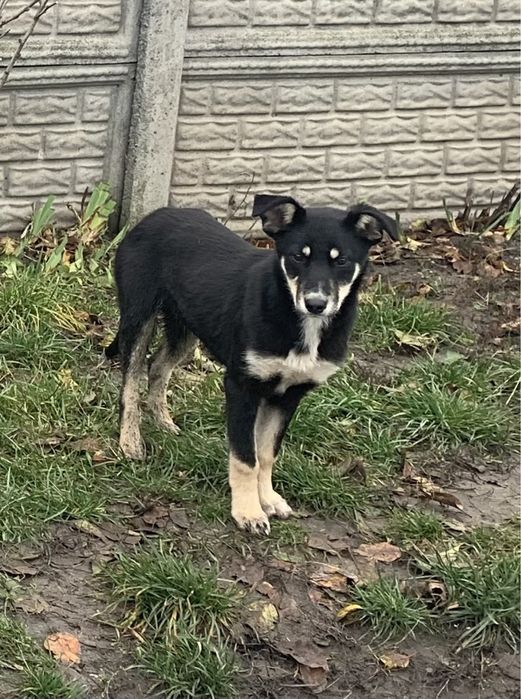 Щенки, девочки, хорошенькие .Беспризорные