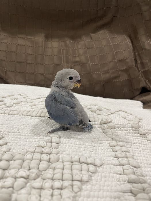 Agapornis azuis para acabar de criar à mão