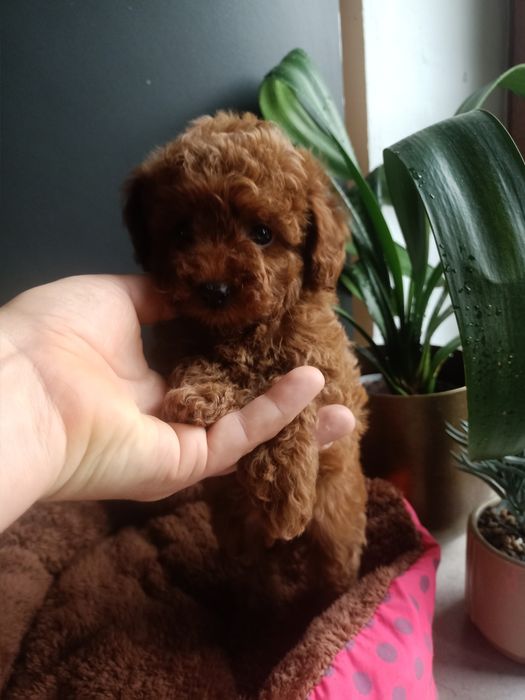 Pudelek Toy malutki mini śliczny