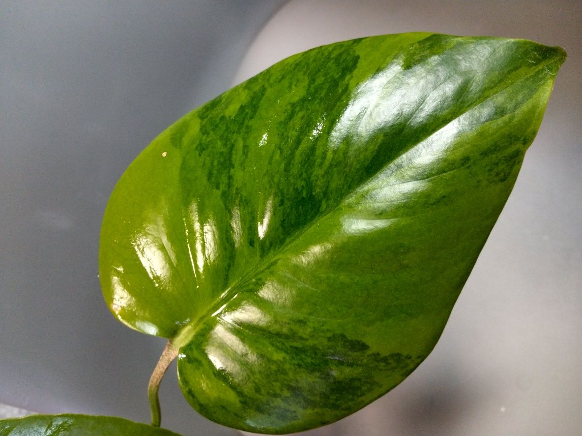 Monstera Green on Green