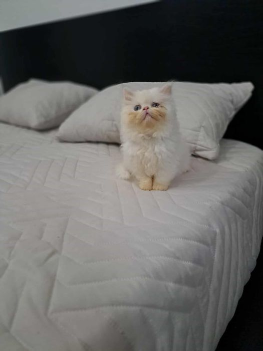 Gatinha persa linda branca