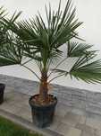 Palma Trachycarpus Fortunei Szorstkowiec wys 150/160cm mrozoodporna