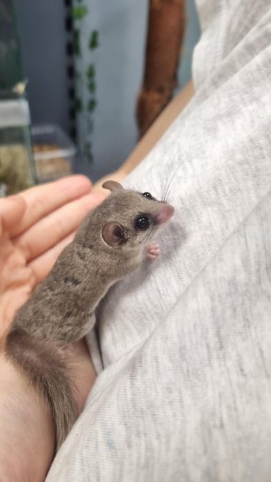 Popielica Afrykańska