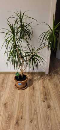 Dracena wraz z doniczka