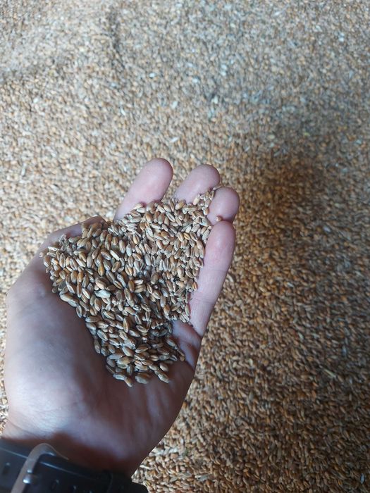 Pszenica ozima Jantarka rok po centrali