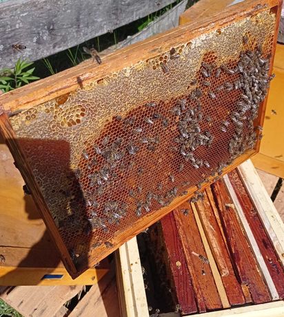 Odkłady pszczele na ramce Dadanta