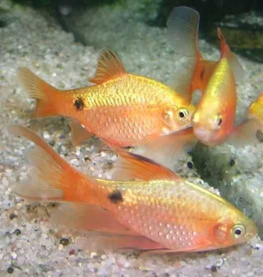 Brzanka różowa (Pethia conchonius) WYSYŁKA AKWAWIN