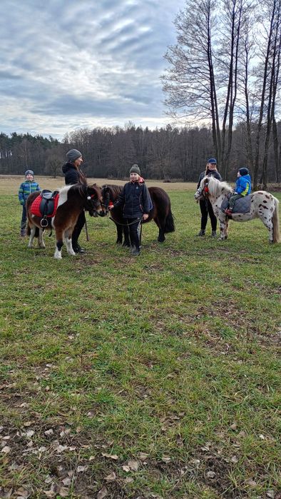 Sprzedam klacz kucyka