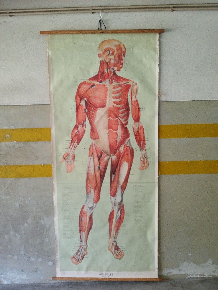 Mapa Músculos do corpo humano  antigo