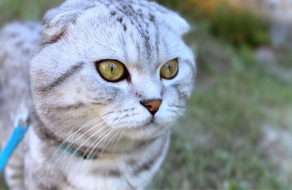 Шотландский кот Вязка