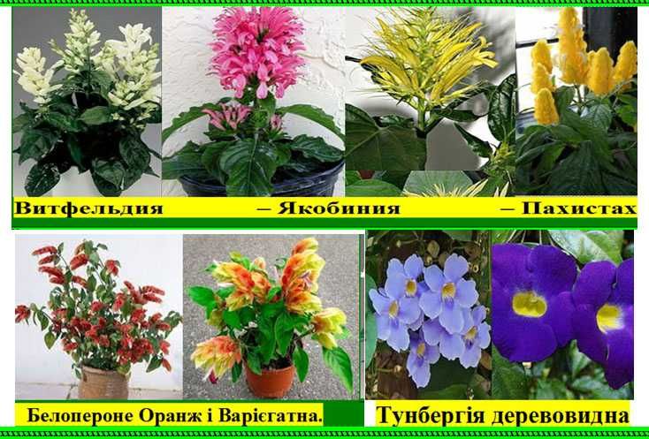 Тунбергія Белопероне Монстера Якобінія кімнатні квіти