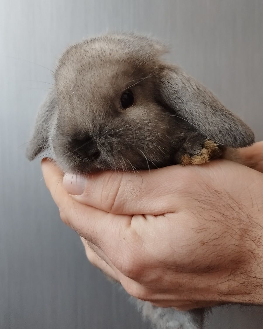 Królik miniaturka mini lop baranek minoaturowy