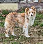 Farfocel, 1,5 roczna maleńka suczka w typie chihuahua