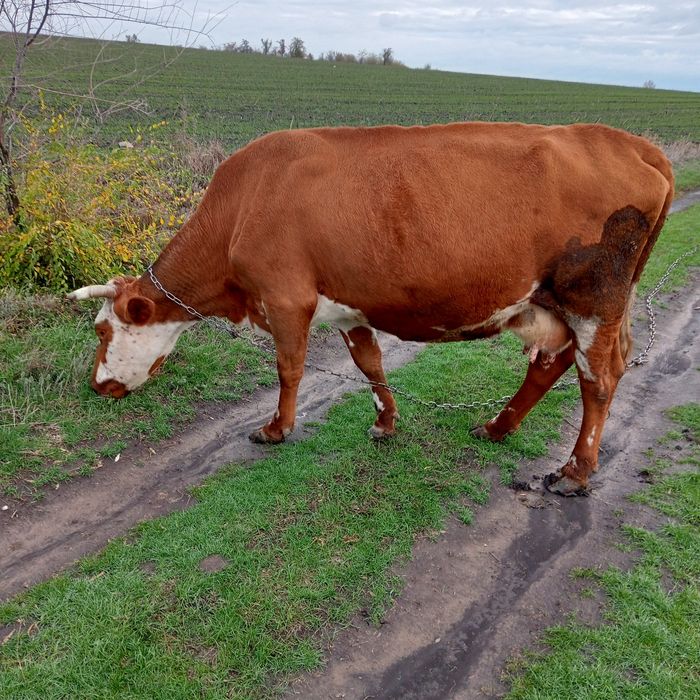 Продам корову породы Голштин