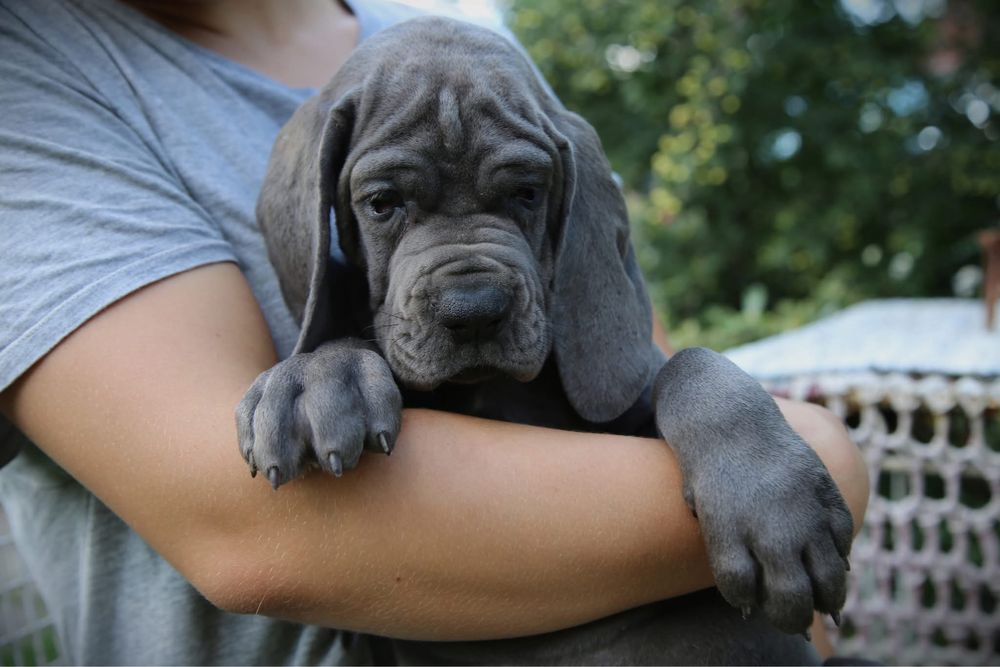 Piekny blekitny szczeniaczek rasy Dog niemiecki rodowod FCI