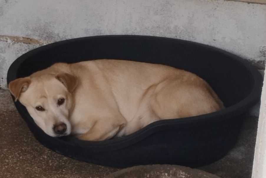 MENINO (Macho, Adulto) Para Adoção