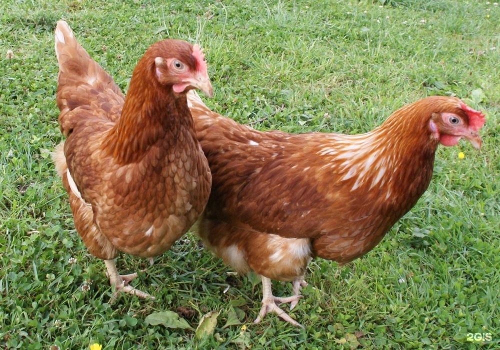 Продам курей! Доставка безкоштовна!