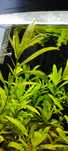 Łatwe Roślinki do akwarium 5 sztuk Hygrophila polysperma