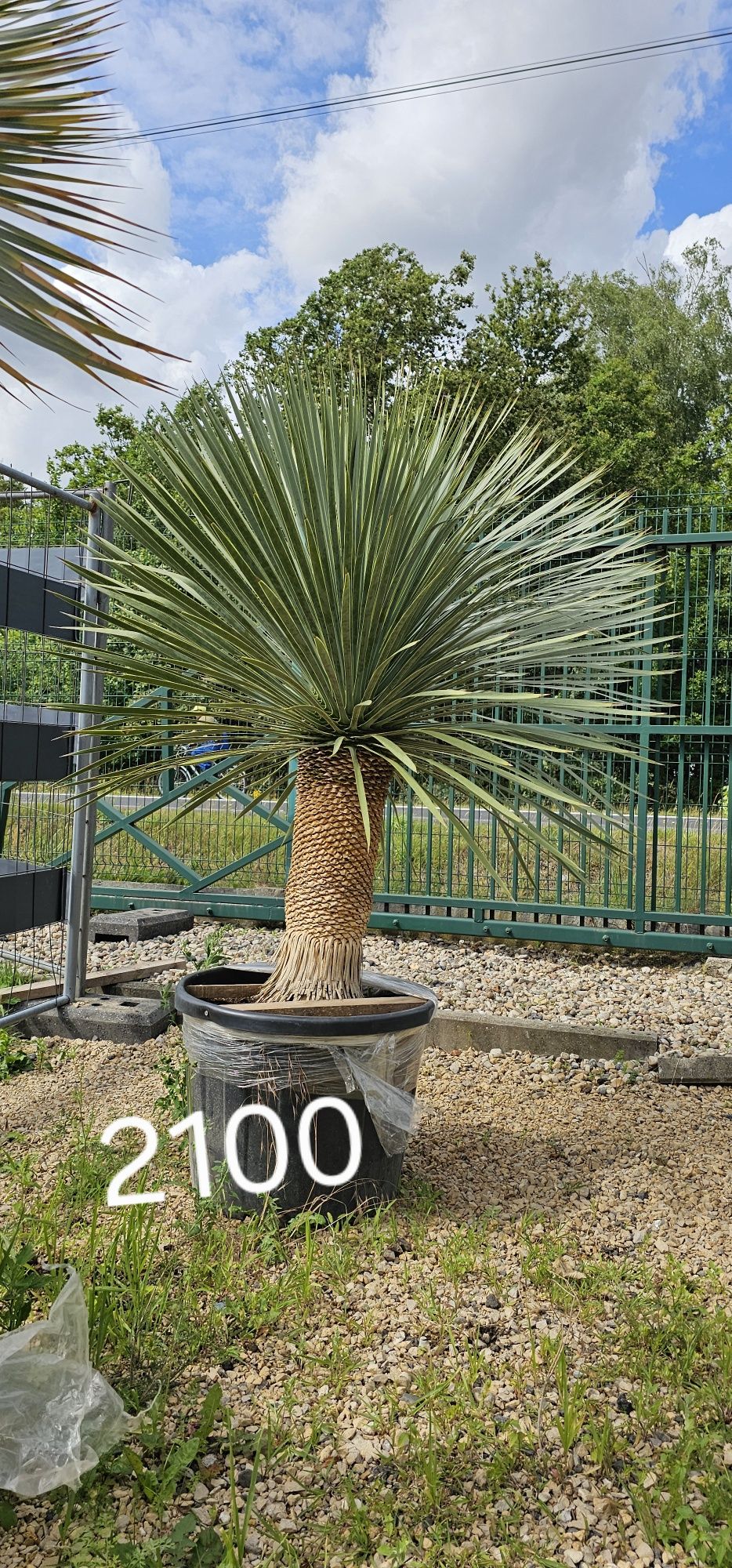 Trachycarpus Fortunei Palma mrozoodporna palmy yucca
