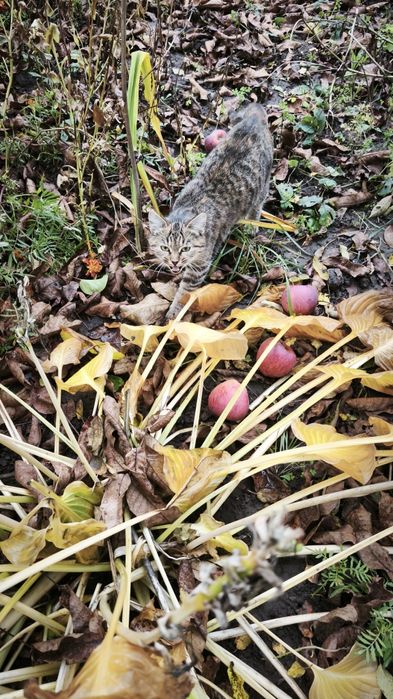 Віддам кошеня в хороші руки