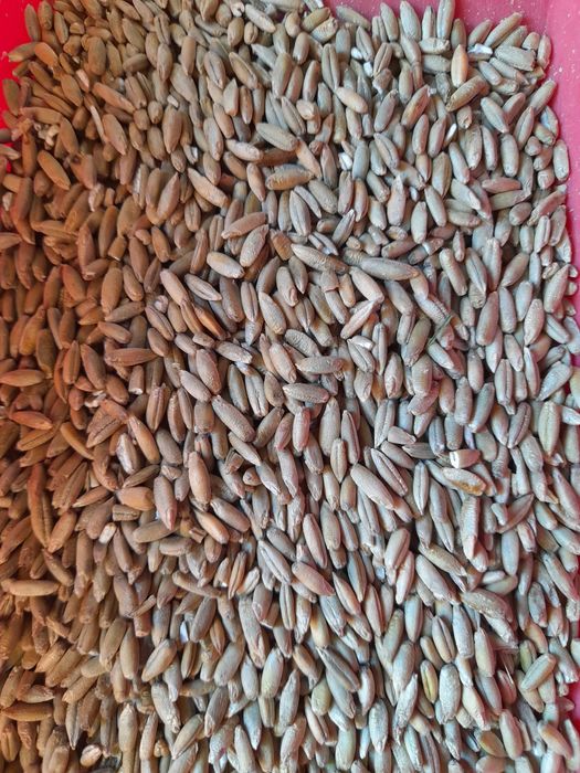 Sprzedam pszenicę wąsatkę i żyto ,pszenżyto