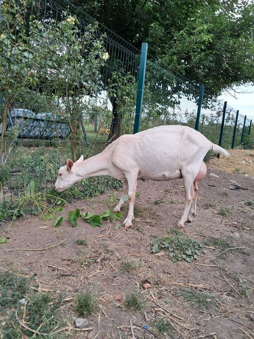 Коза дійна заано-альпійка 50/50%