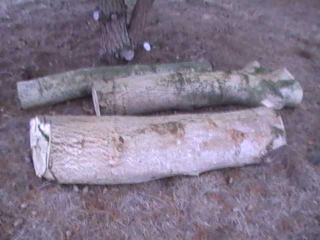 pień drzewa orzecha