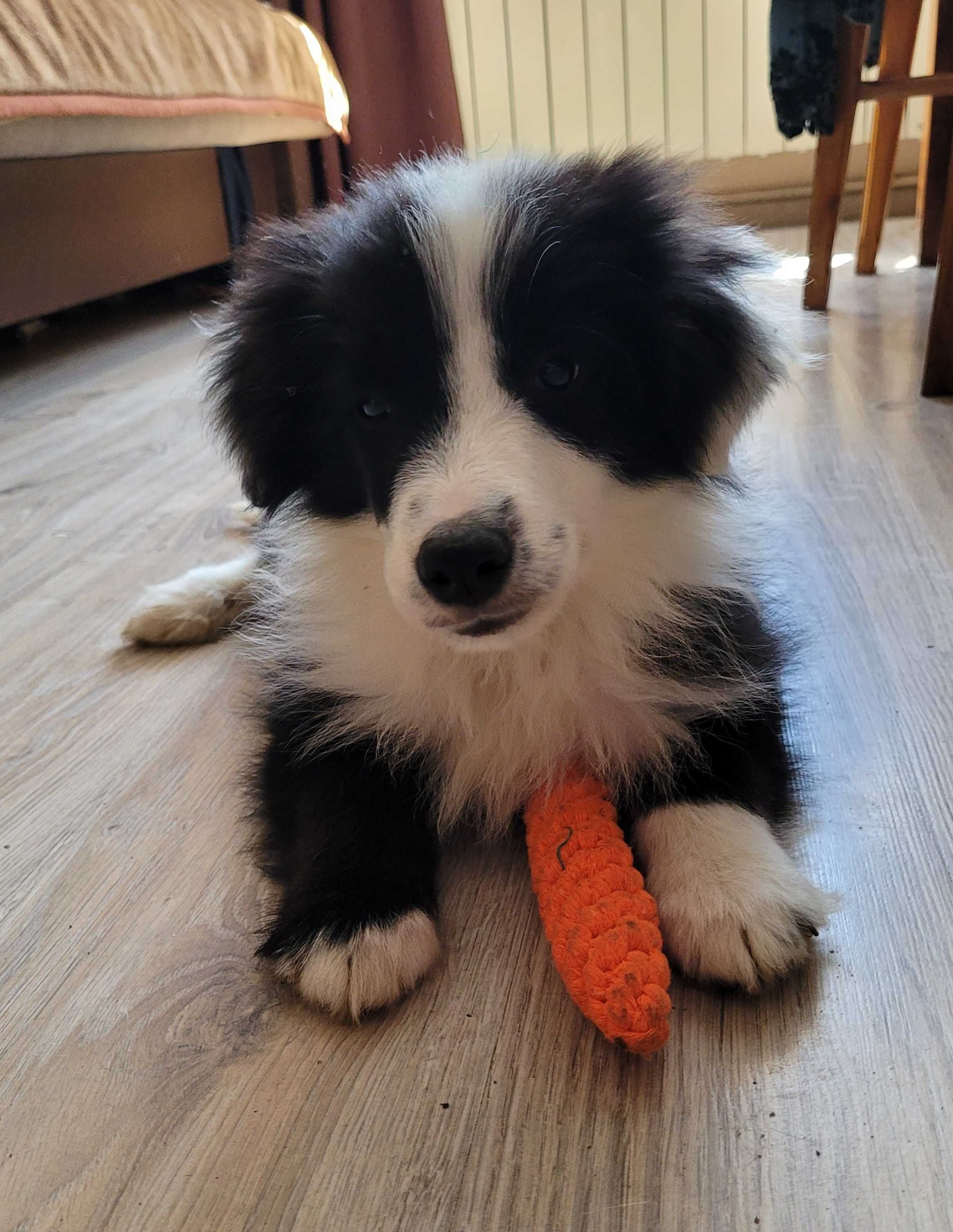 Border collie z metryka Fci.Okazja!