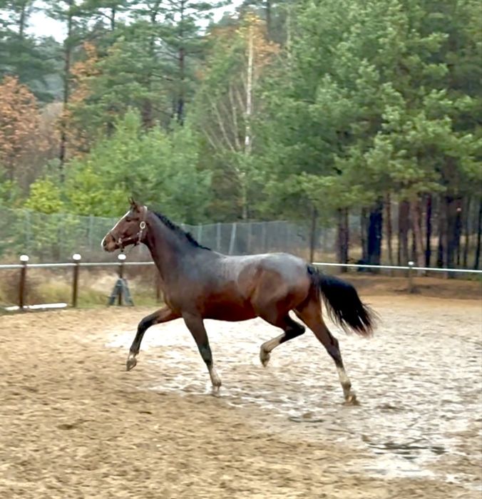 Brooklyn - ruch, impuls - Belissimo / Lord