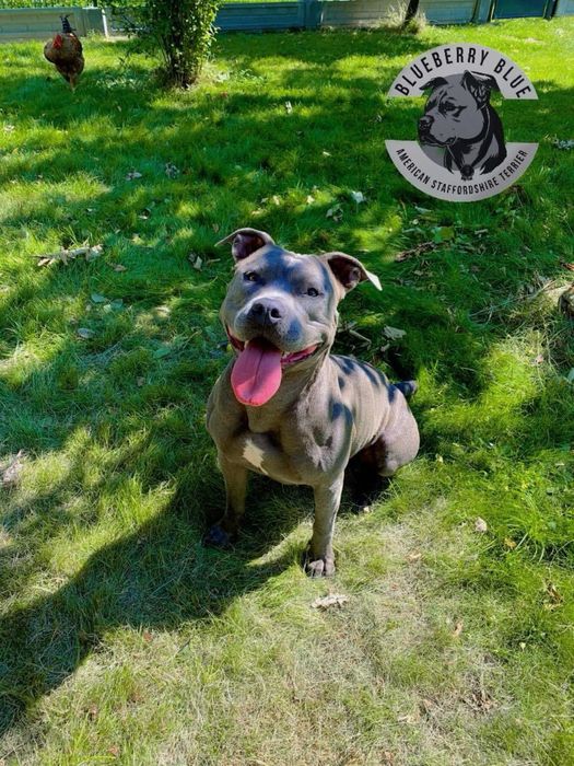 Zapowiedź miotu! American Staffordshire Terrier BLUE Champion Line