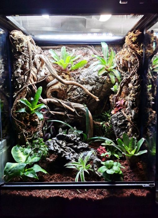 Terrarium szklane 21x21x20cm IGREPTI Sklep Akwarystyczny Turkusowe Zoo