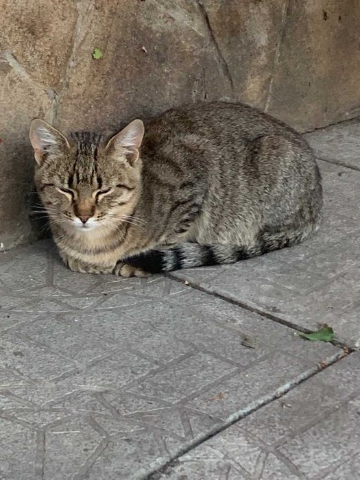 Котик 6 місяців в добрі руки