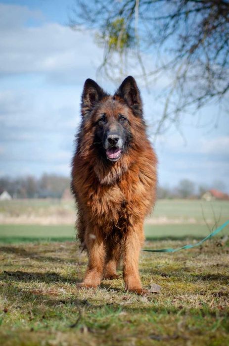 Horus - majestatyczny pies w typie owczarka niemieckiego szuka domu!