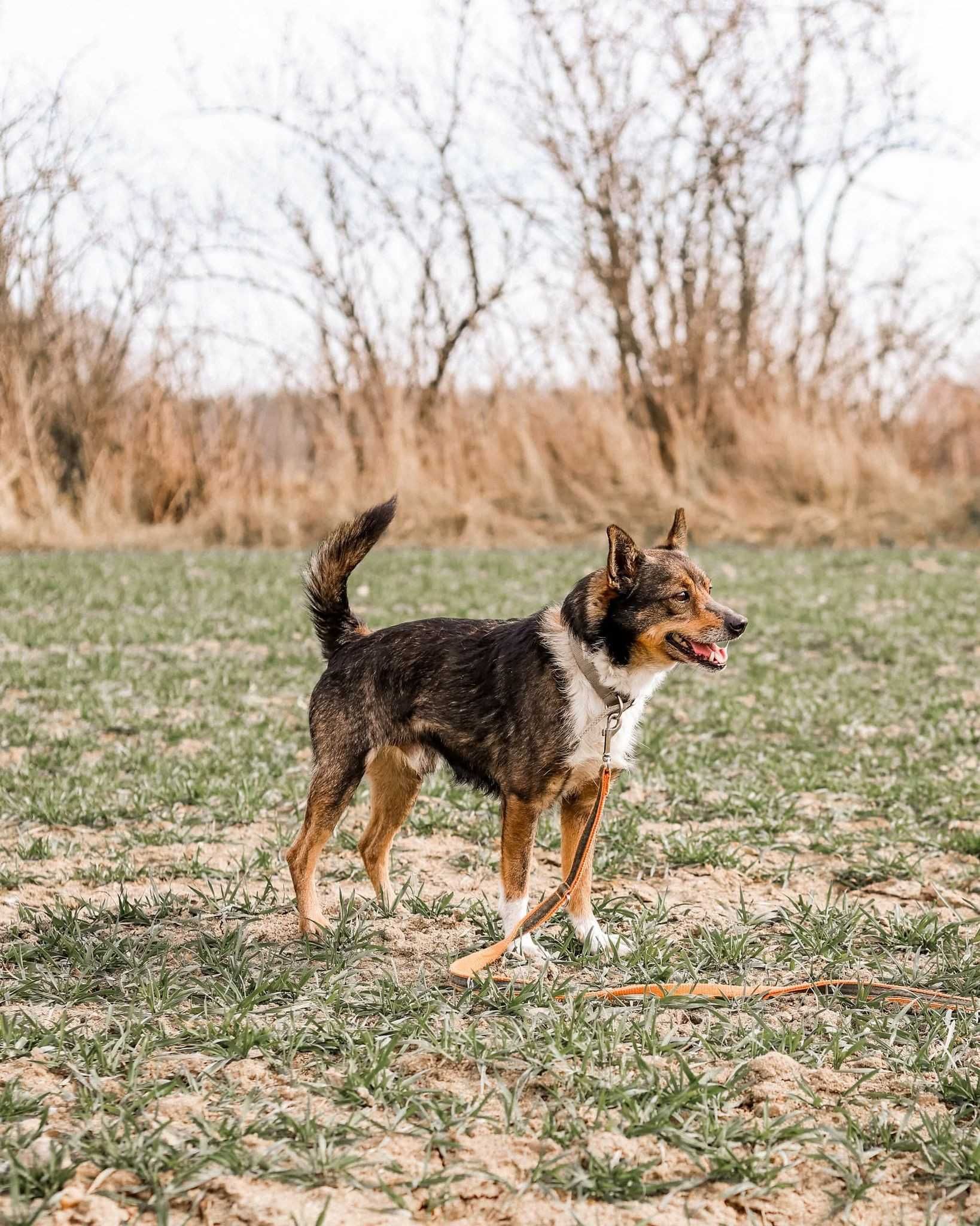 Karlik - przyjazny, mały psiak, szuka domu - do adopcji.