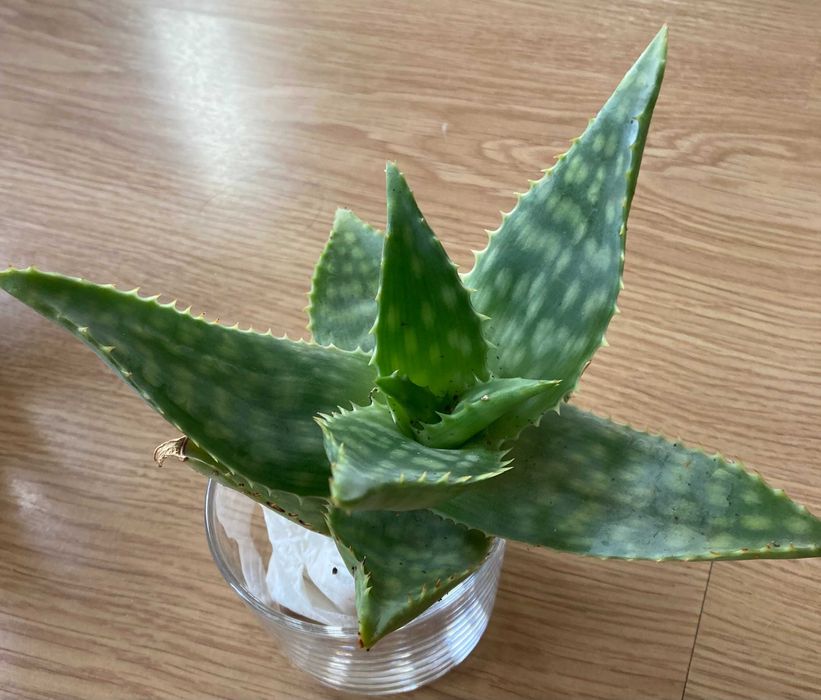 Planta natural biologica – Suculenta (cacto)